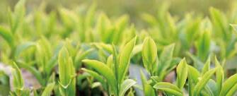 廣西西林京桂古道茶業(yè)公司怎么樣？是國企嗎？和廣西農墾集團啥關系？
